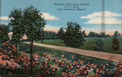 Beautiful 8 Mile Drive of Roses, U.S. 61 North Postcard