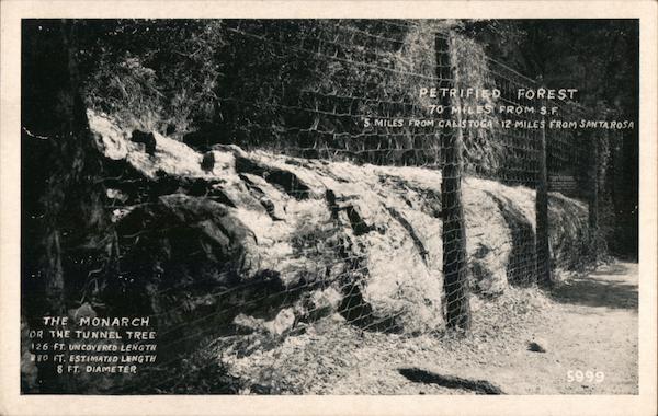 Petrified Forest 70 Miles From S.F. 5 Miles From Calistoga 12 Miles From Santa Rosa California