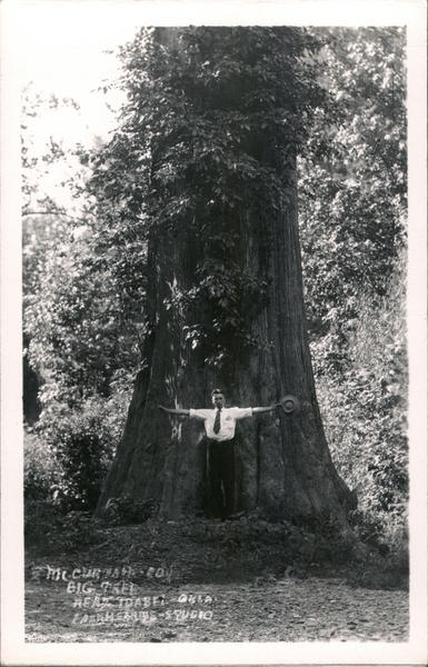 Man, Gian Redwood Mt. Curtain(?) California