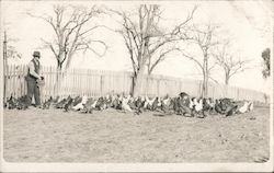 Man Feeding Chickens Postcard