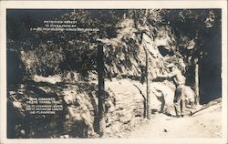 Petrified Forest The Monarch of the Tunnel Tree Postcard