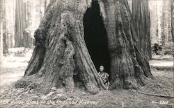 Woman Standing in the Hollow of a Giant Redwood Postcard