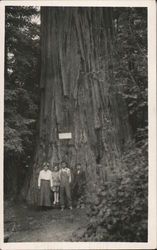 Family Poses at the Base of a Giant Redwood California Postcard Postcard Postcard