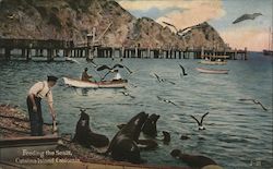 Feeding the Seals Santa Catalina Island, CA Postcard Postcard Postcard