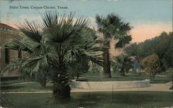 Palm Trees Corpus Christi, TX Postcard Postcard Postcard