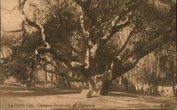 Le Conte Oak, Campus University of California Postcard