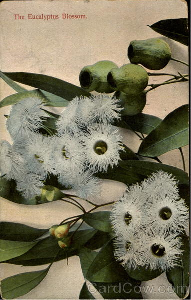 The Eucalyptus Bloom Flowers