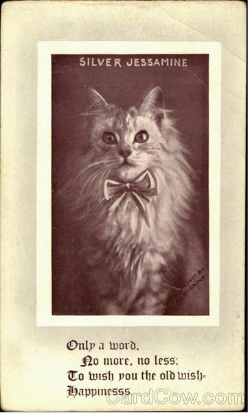 Silver Jessamine Cats