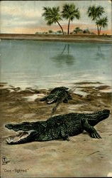 Dee -Lighted Alligators Postcard Postcard