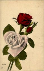 Roses Postcard