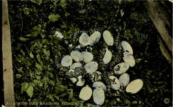 Alligator Eggs Hatching Alligator Eggs Hatching