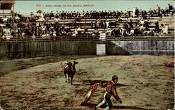 Bull Fight At Tia Juana Postcard