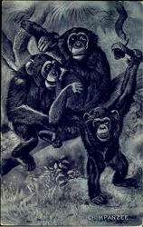 Chimpanzee Postcard