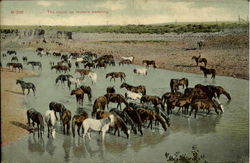 The Round Up Horses Watering Postcard