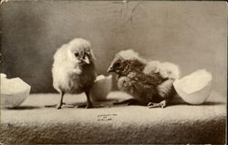Easter Chicks Postcard Postcard