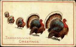 Thanksgiving Greetings Postcard