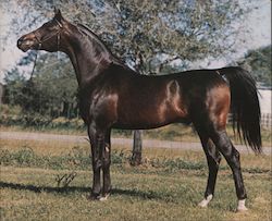 Donoghue Arabian Farm Goliad Texas