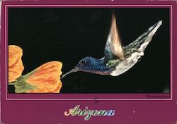 Arizona Hummingbird,Philatelic/Art Card Postcard
