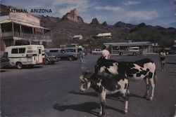 Oatman, Arizona Postcard