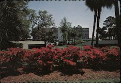 Hyatt, Palmetto Dunes Oceanfront Resort on Hilton Head Island Postcard