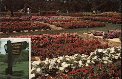 Whitnall Park Postcard