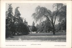 Ice Laden Trees - Southwestern College Campus Postcard