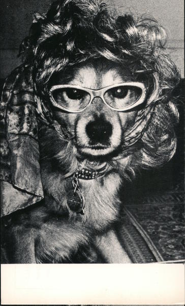 Glamour Dog Irene Dogmatic Photographic Art