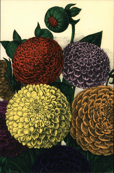 Fluer Post 8 Rochester New York