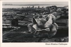 Giant Alaskan Cabbages Postcard