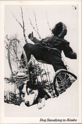 Dog Smushing in Alaska Postcard