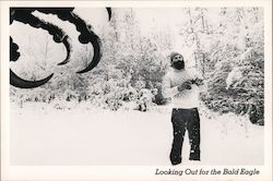 Looking Out For The Bald Eagle Postcard