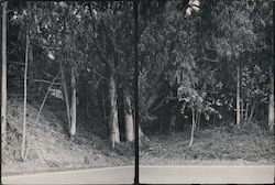 Trees, Photograph by Ina Evans Postcard