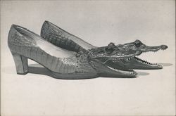 Alligator Shoes Postcard
