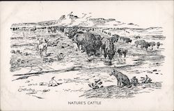 Nature's Cattle -- Bison on the Plains Postcard