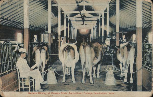 Modern Milking at Kansas State Agricultural Colleg Manhattan