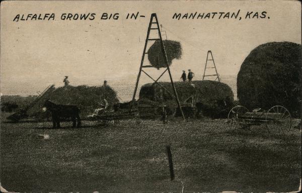 Alfalfa Grows Big Manhattan Kansas