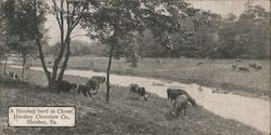 A Hershey Herd in Clover, Hershey Chocolate Co. Pennsylvania Postcard Postcard Postcard