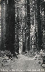 Entering the Big Tree Grove Santa Cruz, CA Postcard Postcard Postcard