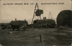 Alfalfa Grows Big Postcard