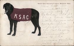Black Lab - Kansas State Agricultural College Postcard