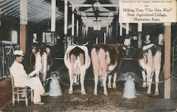 Milking Time, The New Way, State Agricultural College Manhattan, KS Postcard Postcard Postcard