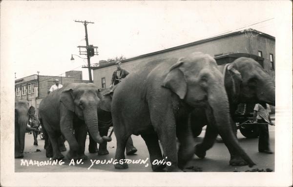 Circus Elephants on Mahoning Ave Youngstown Ohio