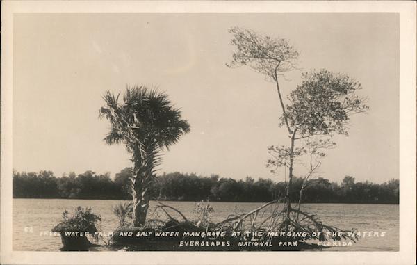 Fresh Water Palm & Salt Water Mangrove at the Merging of the Waters Everglades National Park Florida