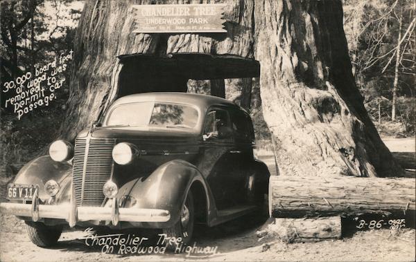 Chandelier Tree on Redwood Highway Leggett California