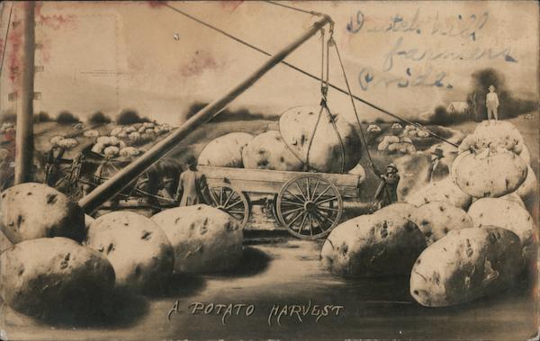 A Potato Harvest (Huge Potatoes) Exaggeration