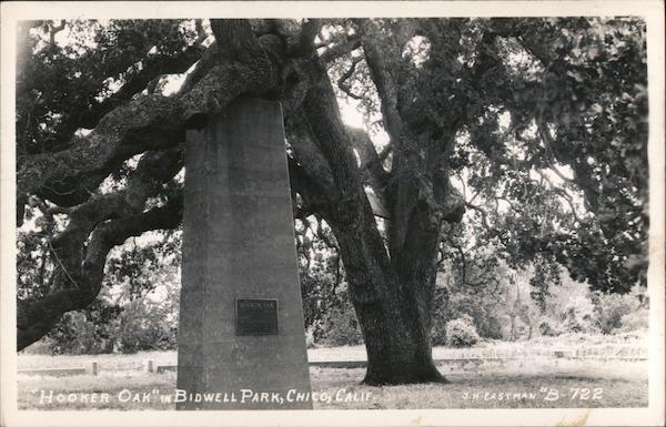 Hooker Oak In Bidwell Park Chico California