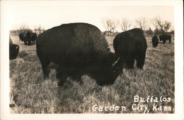Buffalos Garden City Kansas