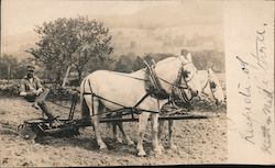 Two Horses Pulling Sit-On Plow Occupational Postcard Postcard Postcard