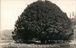 Largest Known Myrtle Tree in the World 97 Foot Spread Postcard