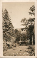 Aspens and Pines Cloudcroft, NM Postcard Postcard Postcard